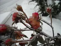 DSCN2139.webp