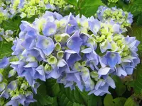 Dezember 2010 293v.webp