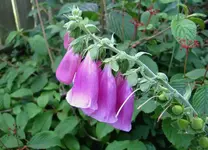 Dezember 2010 284v.webp