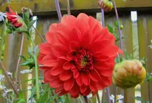 Dezember 2010 279v.webp