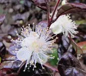 Dezember 2010 067.webp