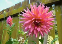Dezember 2010 278v.webp
