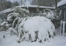 Bambus verschneit_kleiner.webp