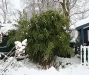 Bambus von Schnee befreit_kleiner.webp