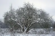 verschneiter Baum_kleiner.webp