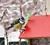 PC283969 Blaumeise.webp