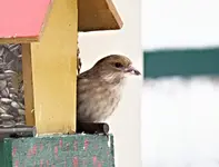 PC284324 Vogel.webp