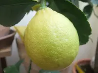 DSCF2198.webp