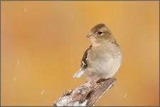 Buchfink.webp