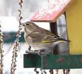 PC294632 2010-12-29.webp