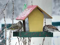 PC294624 2010-12-29 Grünfink und Spatz.jpg