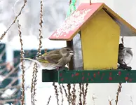 PC294630 Finkin gebügelt.webp