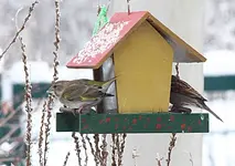 PC294614 Fink und Spatz.webp