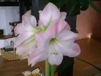 PIC00711.webp