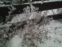 Hecke1.webp