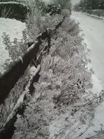 Hecke2.webp