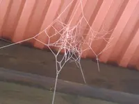 Spinnweben.webp