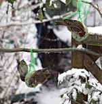 PC300648 3 Spatzen.webp