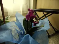 Bild 014.webp