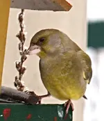 PC304971 2010-12-30 schau mir in die Augen.webp