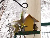 PC305235 2010-12-30 Zoff am Haus.webp