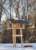 Vogelhaus.webp