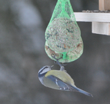 Blaumeise1.webp