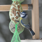 Blaumeise3.webp