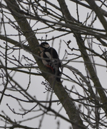 Specht.webp