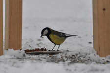 Kohlmeise1.webp
