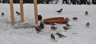 Vogelschar1.webp