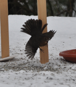 Amsel1.webp