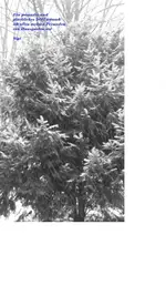 Neujahrsgrüße.webp