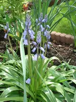 Glockenblume -,.webp