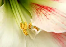 P4223268.webp