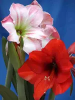 P4223332.webp