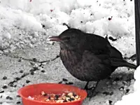 Vogelmensa und Co.webp