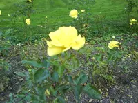 ABCD0005.webp
