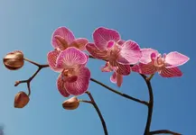DSC_7503.webp