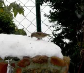 SDC12984-1.webp