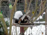 SDC12988.webp