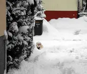 SDC12932-1.webp