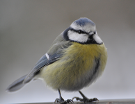 Blaumeise_makro.webp