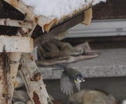 Blaumeise_flug.webp