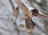 Kernbeisser_Landung.webp