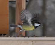 Kohlmeise_flug.webp