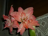 DSCI0790.webp