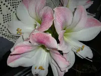 DSCI0793.webp