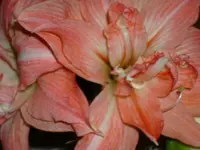 DSCI0788.webp