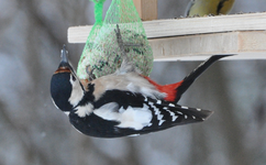 Specht4.webp